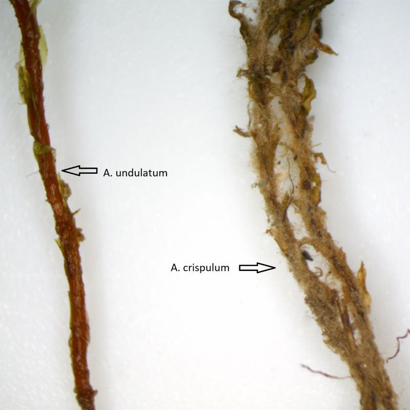 Atrichum undulatum